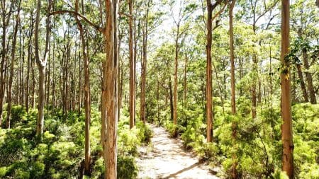 Comment reboiser les forêts australiennes dévastées par le feu ?